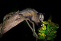 Opossum, Didelphis marsupialis, from Costa Rica. Wildlife animal scene from nature. Rare animal on the tree. Common Opossum in Royalty Free Stock Photo