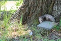 Opossum Hiding Behind a Tree in a Park