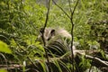 Opossum hiding in the grass