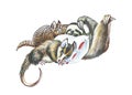 Opossum, sloth and armadillos Royalty Free Stock Photo