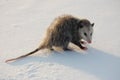 Opossum In The Snow