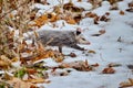 Opossum in snow covered winter field