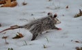 Opossum in snow covered winter field