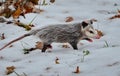 Opossum in snow covered winter field