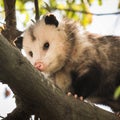 Opossum on a tree branch Royalty Free Stock Photo