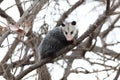 Opossum in a tree Royalty Free Stock Photo