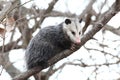 Opossum in a tree Royalty Free Stock Photo