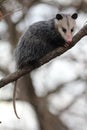 Opossum in a tree Royalty Free Stock Photo