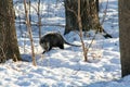 Opossum in the woods in winter in the snow