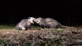 Opossums at Night Royalty Free Stock Photo