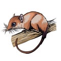 Opossums marsupial mammal. Cute brown animal sitting on a branch. Mouse, a rodent with a long tail. Isolate, full color