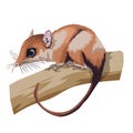 Opossums marsupial mammal. Cute brown animal sitting on a branch. Mouse, a rodent with a long tail. Isolate, vector