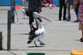 Opportunistic Australian Pelican on a jetty