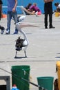 Opportunistic Australian Pelican on a jetty