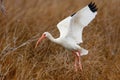 White Ibis in flight over the North Pond Pea Island NWR