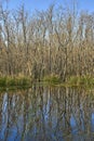 Tree Trunk and Branch reflections in the still water of a bayou in the Brazos Bend State Park of Texas.