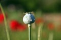 Opqium Poppy Royalty Free Stock Photo