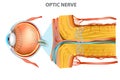 The Optic Nerve. Royalty Free Stock Photo