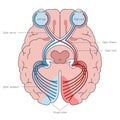 optic nerves in brain structure medical science Royalty Free Stock Photo