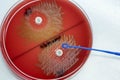 Optochin subsensitivity test on blood agar plate contains small