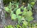 Optunia stricta with fruit in the terraced lakefront garden of the Villa Cipressi in Varenna.