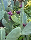 Optunia stricta with fruit in the terraced lakefront garden of the Villa Cipressi in Varenna.