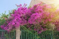 Opulent blooming pink flowers of bush Paperflower