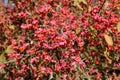 Opulent Branches of the European Spindle Tree Euonymus europaeus with ripe Seed Vessels