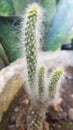 Opunita snow cactus Royalty Free Stock Photo