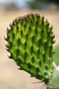 Opuntia