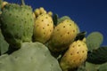 Opuntia Royalty Free Stock Photo