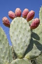 Opuntia