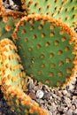 Opuntia aciculata cactus plant texture in the garden