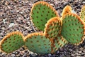 Opuntia aciculata cactus plant texture in the garden