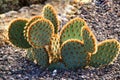 Opuntia aciculata cactus plant texture in the garden