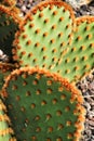 Opuntia aciculata cactus plant texture in the garden