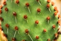 Opuntia aciculata cactus plant texture in the garden