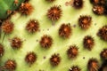 Opuntia aciculata cactus plant texture in the garden