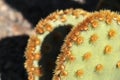 Opuntia aciculata cactus plant texture in the garden