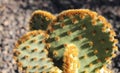 Opuntia aciculata cactus plant texture in the garden