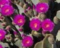 Opuntia Basilaris Royalty Free Stock Photo