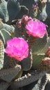 Opuntia Basilaris Cactus Blossoming in Desert in Bright Sunlight in Spring in Phoenix, Arizona. Royalty Free Stock Photo