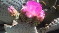 Opuntia Basilaris Cactus Blossoming in Desert in Bright Sunlight in Spring in Phoenix, Arizona.