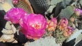 Opuntia Basilaris Cactus Blossoming in Desert in Bright Sunlight in Spring in Phoenix, Arizona. Royalty Free Stock Photo