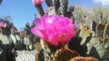 Opuntia Basilaris Cactus Blossoming in Desert in Bright Sunlight in Spring in Phoenix, Arizona. Royalty Free Stock Photo