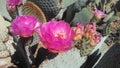 Opuntia Basilaris Cactus Blossoming in Desert in Bright Sunlight in Spring in Phoenix, Arizona.