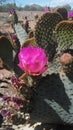 Opuntia Basilaris Cactus Blossoming in Desert in Bright Sunlight in Spring in Phoenix, Arizona. Royalty Free Stock Photo