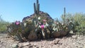 Opuntia Basilaris Cactus Blossoming in Desert in Bright Sunlight in Spring in Phoenix, Arizona. Royalty Free Stock Photo