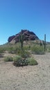 Opuntia Basilaris Cactus Blossoming in Desert in Bright Sunlight in Spring in Phoenix, Arizona. Royalty Free Stock Photo