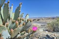 Opuntia basilaris known as beavertail cactus Royalty Free Stock Photo